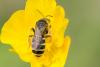 Halictus sp.